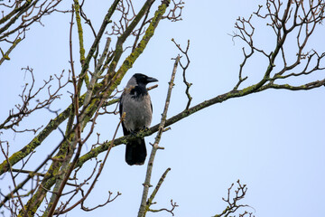 Hooded crow bird (Corvus cornix) perched on branch of sycamore tree during winter season. Green lichen growing on wood in garden in Ireland