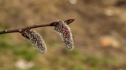 Aspen catkins on branch with bokeh background macro, selective focus, shallow DOF