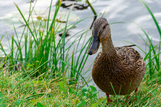 Duck on the grass on a background of water