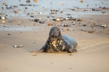 Grey Seals (Halichoerus grypus) on a beach in Norfolk, UK