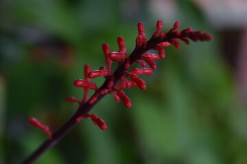 close up of red berries