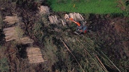 Maquina Procesadora Forestal Trabajando