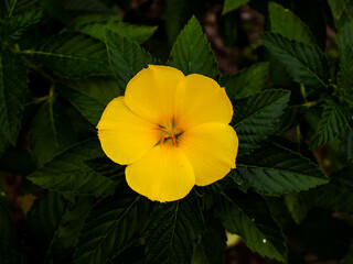 yellow flower in the garden