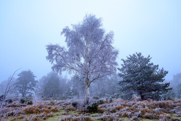 Hoar frost on Hindhead Common