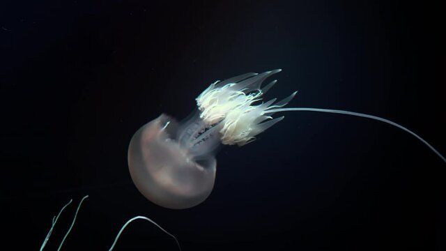 Glowing jellyfish floating in the aquarium.