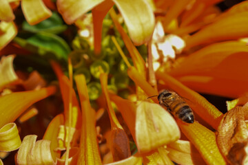 close up of a flower