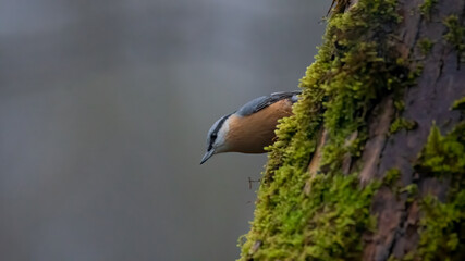 bird, natur, wild lebende tiere, tier, schnabel, baum, wild, kleiber,