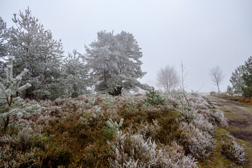 Hoar frost on Hindhead Common