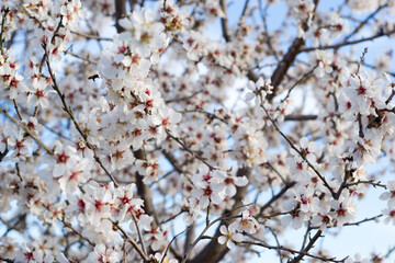 Flores de árbol de cerezo en fondo difuminado