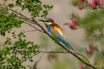 Bienenfresser (Merops apiaster)