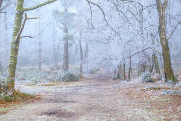 Hoar frost on Hindhead Common