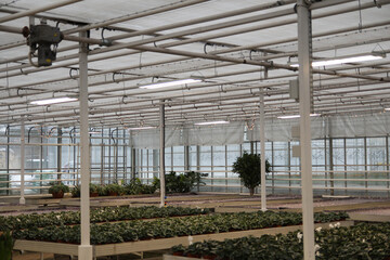 Beautiful Flower Greenhouse in Blooming Spring Season. Florist shop. Start flower seeds in a greenhouse for spring planting. Spring planting offers. Flowers for sale 