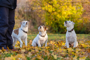Naklejka na ściany i meble man with three Parson Russell Terrier outdoor in autumn