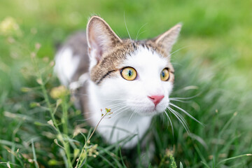 Naklejka na ściany i meble Portrait of cute young male domestic tabby cat walking outdoor in park on lawn in green grass, springtime. Pets health and safety concept, close up, copy space