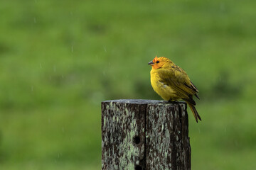 robin on a fence