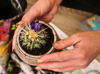 Pot with a cactus in the hands of a woman, soiled in the ground, top view - the concept of transplanting and caring for domestic plants