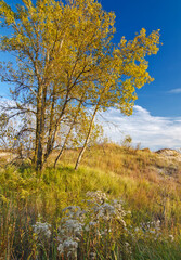 Fototapeta premium 553-78 Cottonwood Autumn Sky