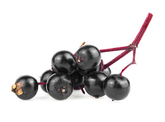 Forest wild berry of elder. Brach of sambucus isolated on a white background. Elderberry or elder.