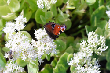 A peacock butterfly of a white sedum flower. Spring garden on a sunny day. Natural background. Sunny day. Gardenning. Wild animals. Insects.