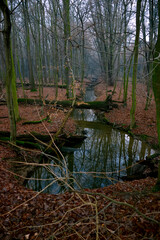 A winding forest stream, many leaves on the banks.