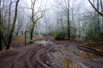 Heavy frost at Hindhead Common