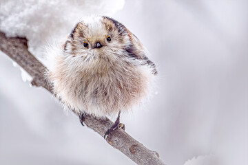 Langschwanzmeise  im Winter