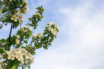 The flowers of the pear tree in the garden against the blue sky. Spring background.