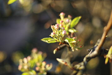 The flowers of the pear tree in the garden. Trees are budding. Spring background.