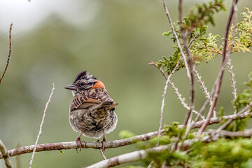 sparrow on a branch