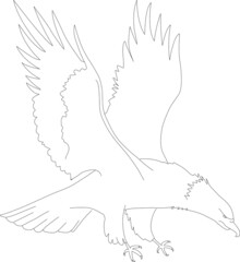 Eagle flying sketch isolated. Vector illustration