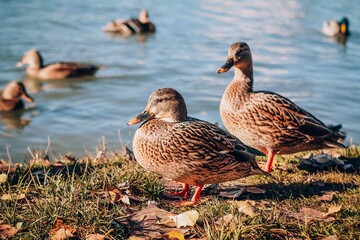 Two female of wild ducks near the water