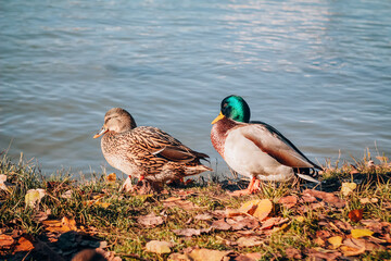 female and male of wild ducks near the water