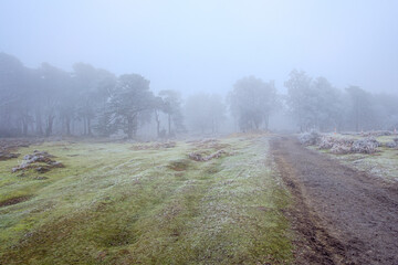 Heavy frost at Hindhead Common