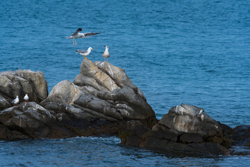 Fototapeta premium YELLOW-LEGGED GULL Larus michahellis