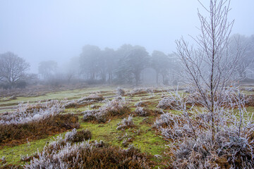 Heavy frost at Hindhead Common