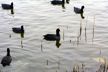 Beautiful Duck Swimming  The duck family swims in the lake.