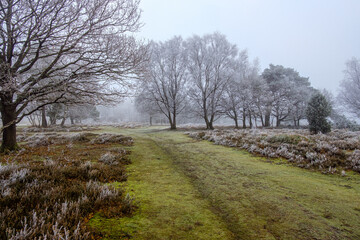 Heavy frost at Hindhead Common