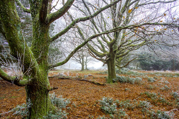 Heavy frost at Hindhead Common
