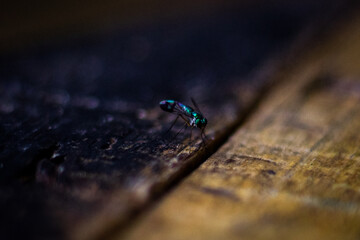 macro of a blue insect
