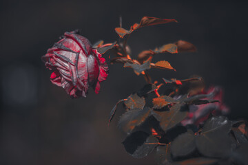 Soft focus flowers- light bokeh