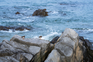 RUDDY TURNSTONE - VUELVEPIEDRAS Arenaria interpres