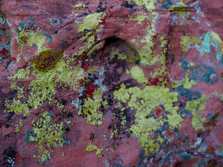 green, blue and red fungi on a rock
 