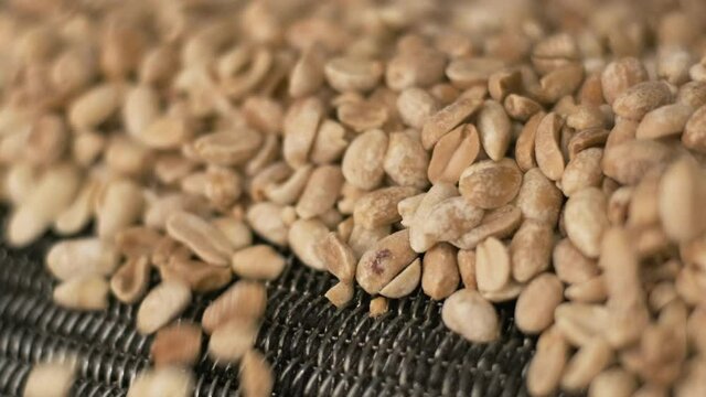 Roasting peanuts. Sorting operations in nuts factory. Roasted peanut packaging production line