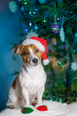 jack russell terrier in a santa claus hat sits under a christmas tree, vertical,