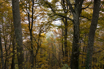 Obraz premium Beautiful natural landscape in the summer time