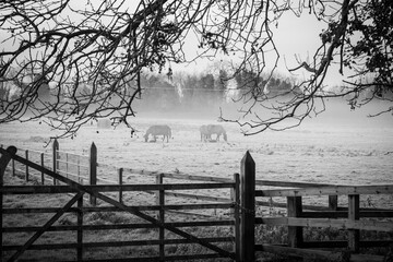 Irish Horses in Frosted Foggy Meadow