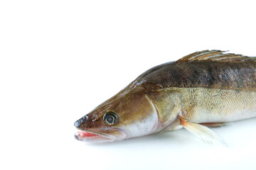 raw whole fish is on white background
