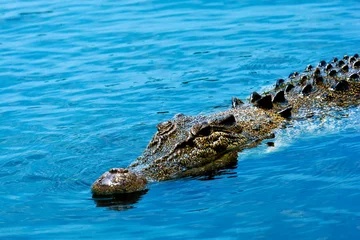 Poster Saltwater Crocodile 1 © ROBERT
