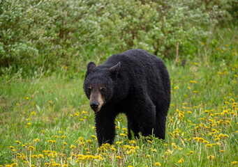 Black Bear in the Dandelions