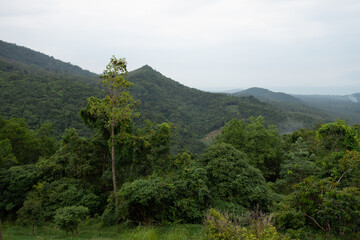 Obraz premium jungle green trees in thailand